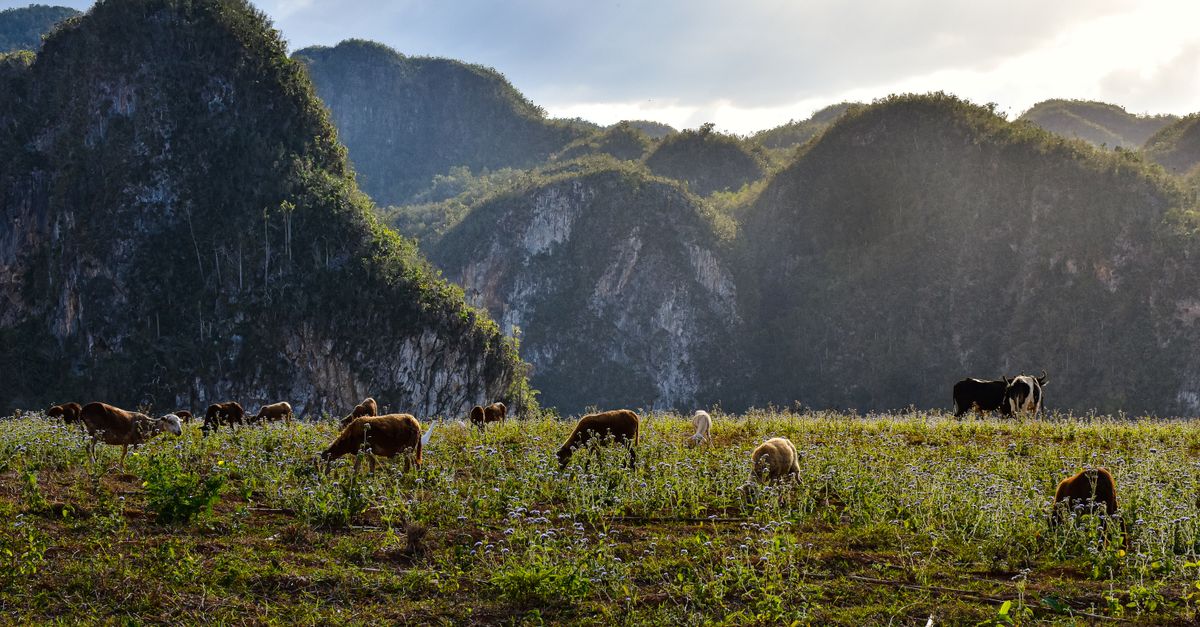 Livestock grazing in lush Cuban pasture with scenic mountain backdrop.